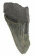 Partial, Serrated, Fossil Megalodon Tooth #54246-1